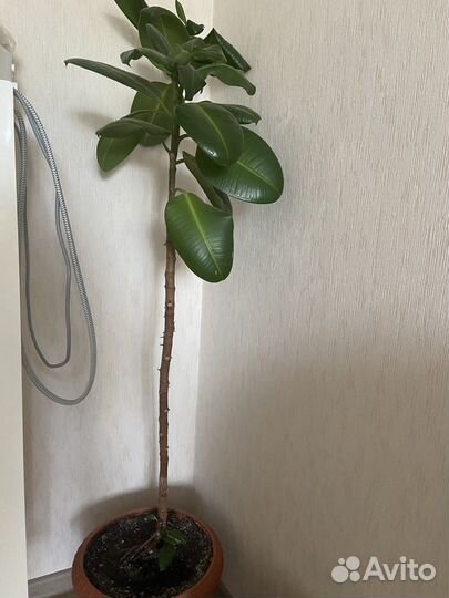 Фикус каучуконосный большой