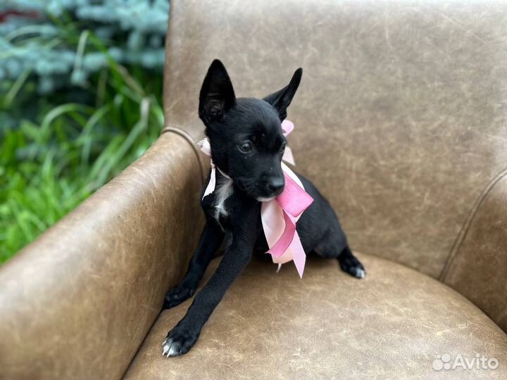 Щенок в добрые руки