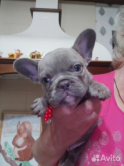 Французский бульдог. Фефочка