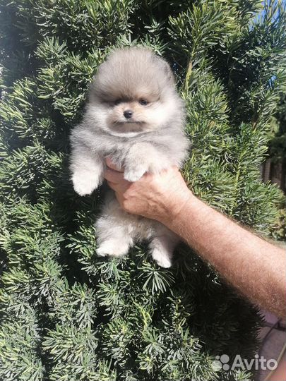 Померанский шпиц мини мальчик