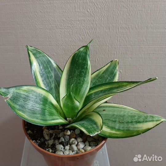 Сансевиерия