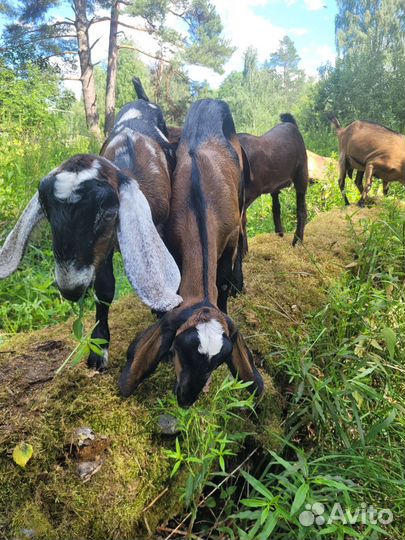 Козы Англо-нубийские, Камори