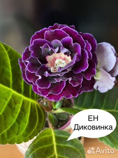 Глоксиния махровая(укор листы,детки)