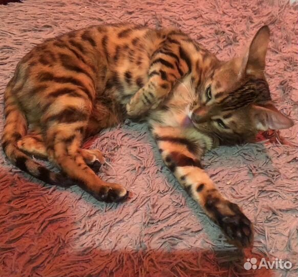 Бенгальская