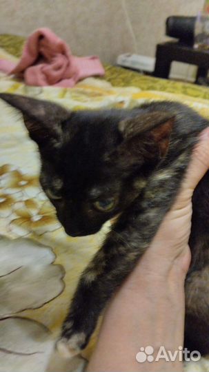 Котенок браш сфинкса, бесплатно