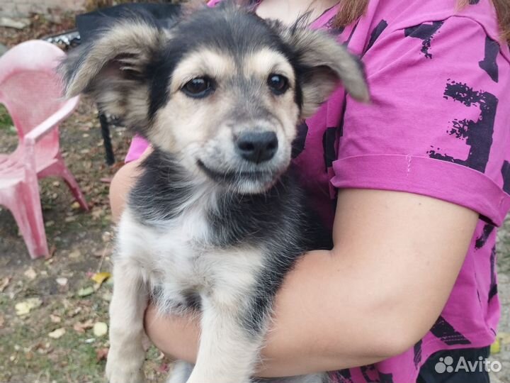 Собака дворняжка щенок