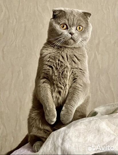Шотландский вислоухий кот