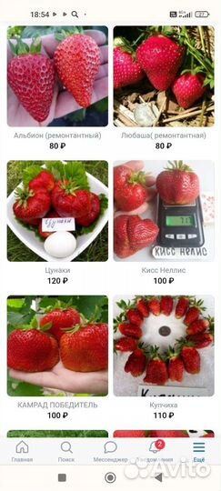 Саженцы клубники