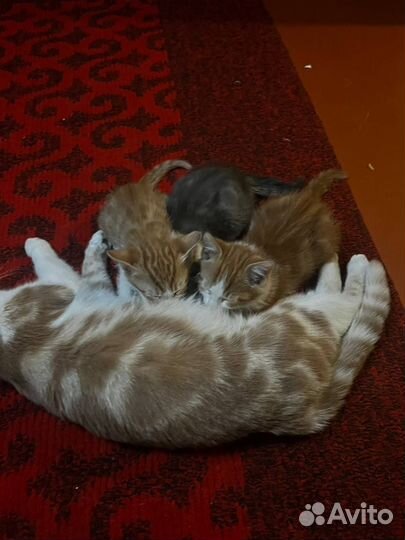 Шотландские кошки