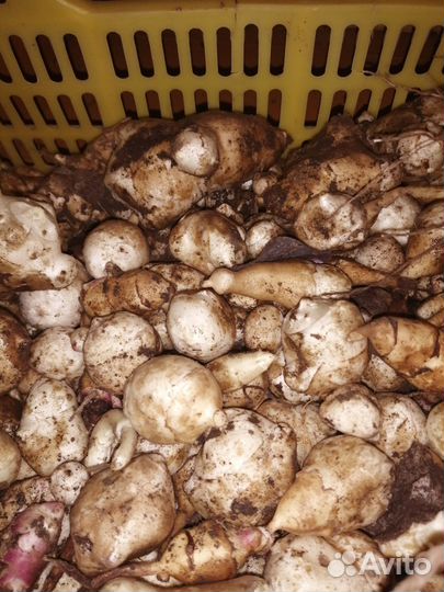 Топинамбур клубни