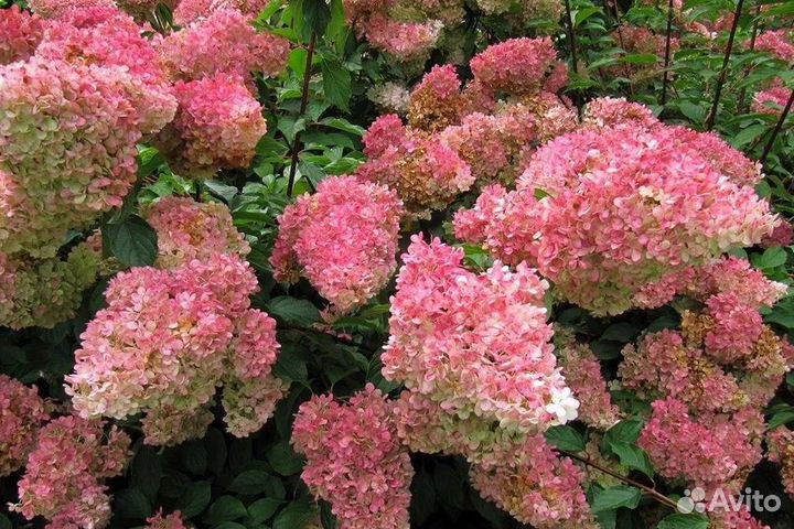 Гортензия метельчатая