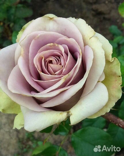 Саженцы роз