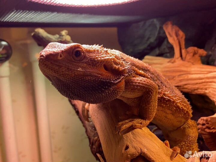 Бородатая агама