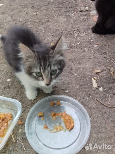 Котенок