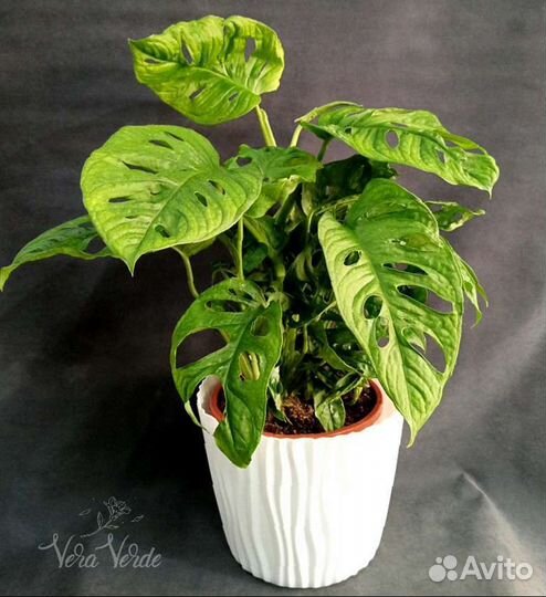 Монстера Комнатные растения Доставка растений