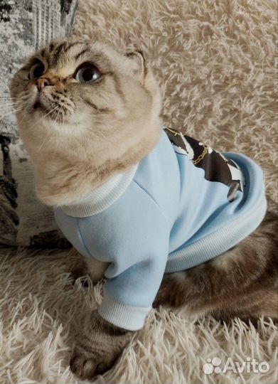 Одежда для животных