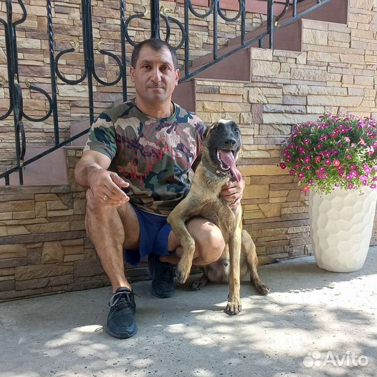 Дрессировка собак всех пород