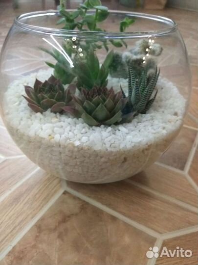Ваза с суккулентами