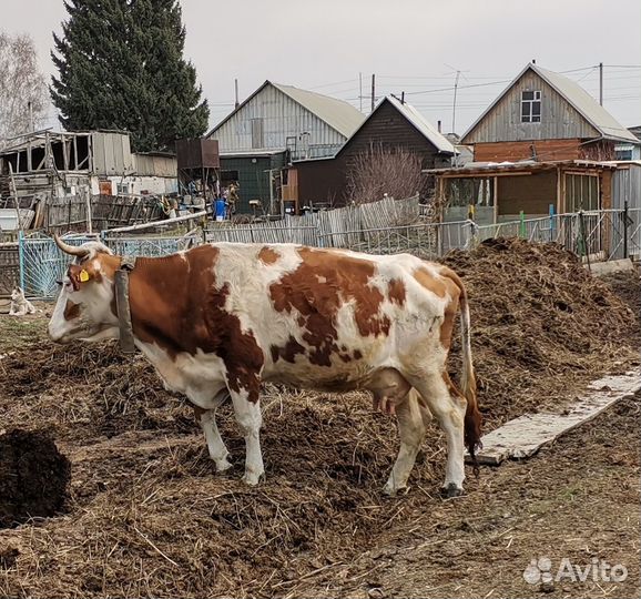 Корова дойная