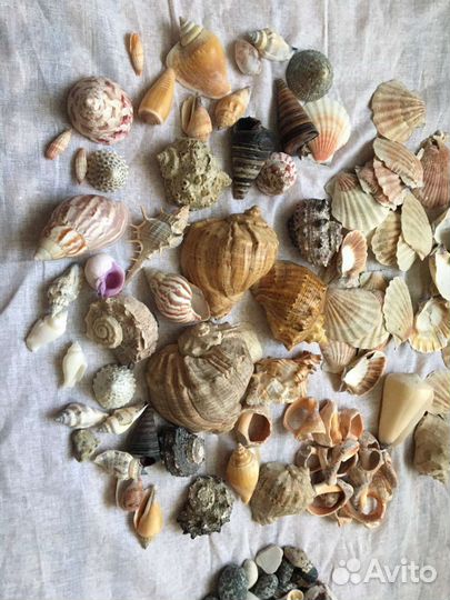 Ракушка с разных морей и океанов