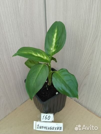 Комнатные растения