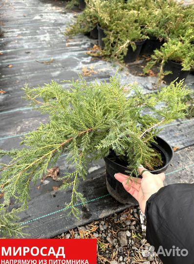 Можжевельник 