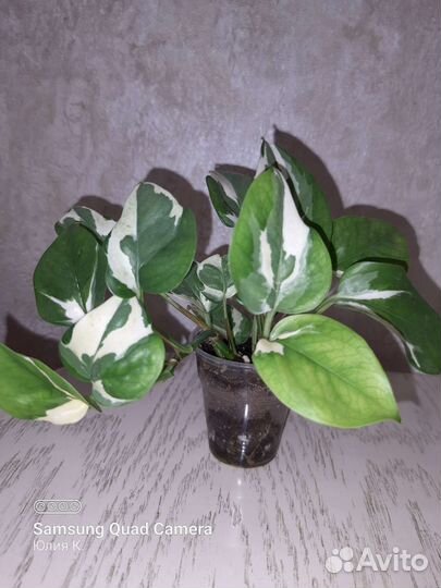 Монстера, сциндапсус, сингониум