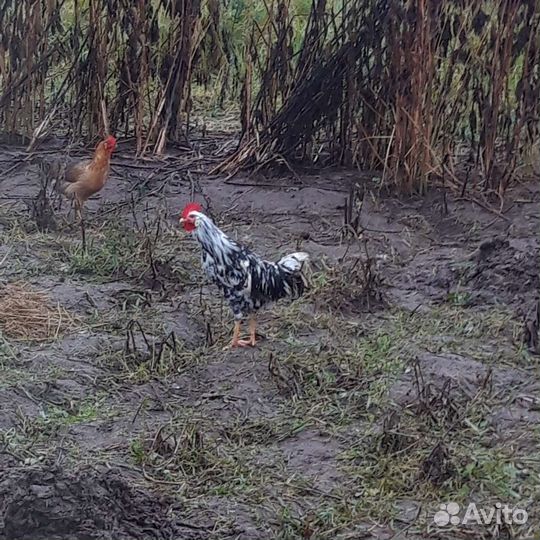 Молодые петушки леггорн жемчужный и долматинцы