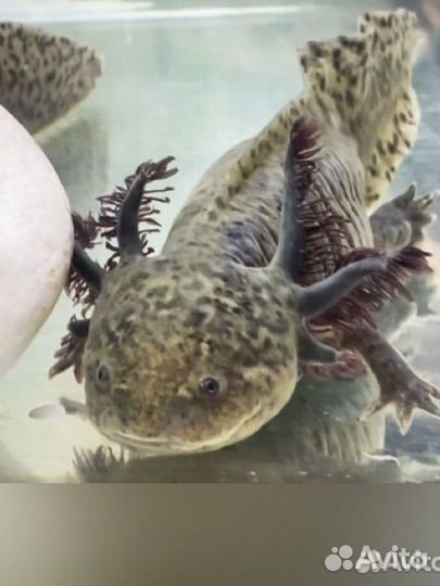 Аксолотль черный (серый), золотой