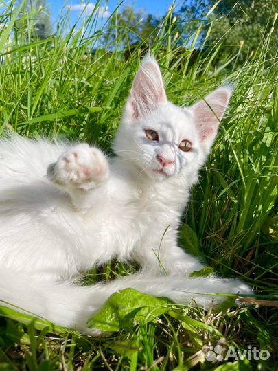 Котята мейн-кун белый