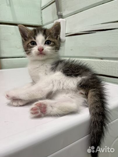 Кошка в дар