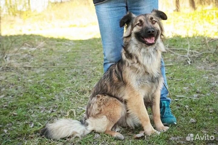 Прекрасная Кассандра ищет дом в добрые руки