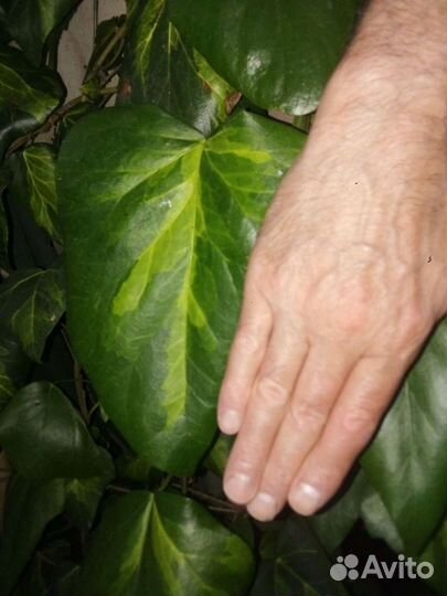 Плющ Салфер хат