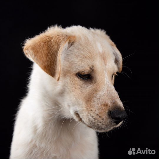 Щенки в добрые руки