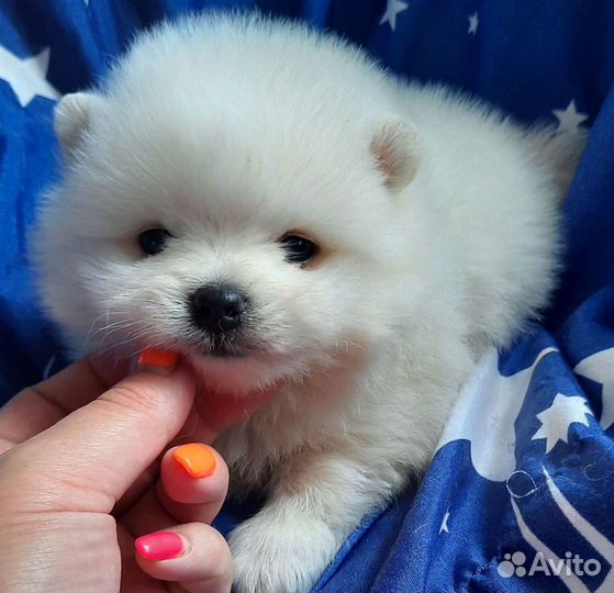 Белый померанский шпиц.Чудесные детки