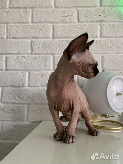 Канадский сфинкс