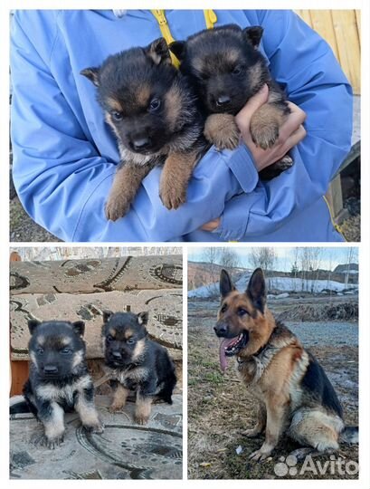 Немецкая овчарка