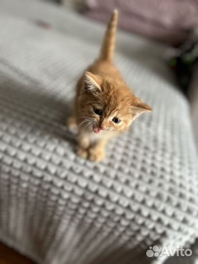 Рыжий котенок мальчик