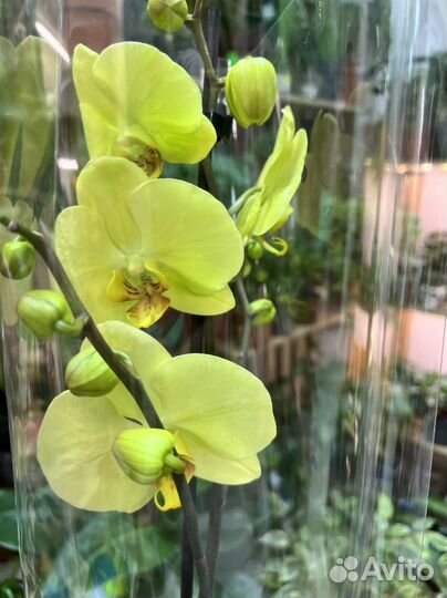 Орхидея фаленопсис желтая