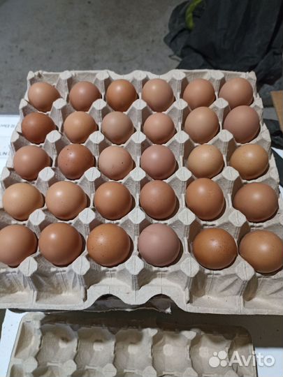 Домашние куриные яйца