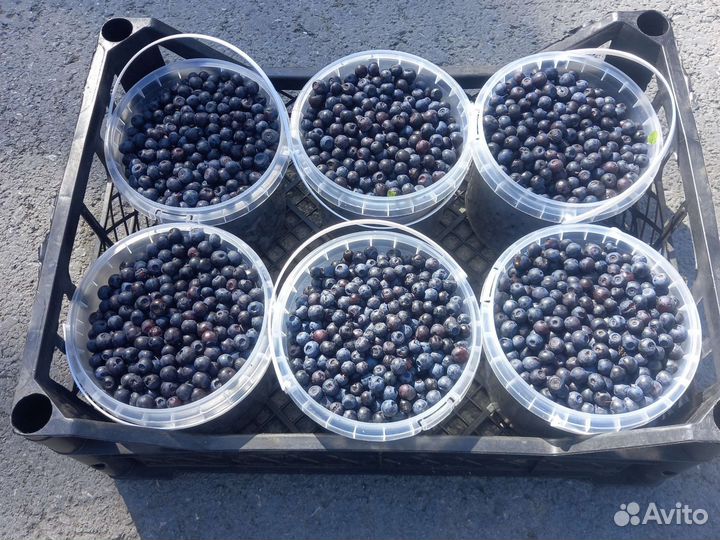 Черника лесная