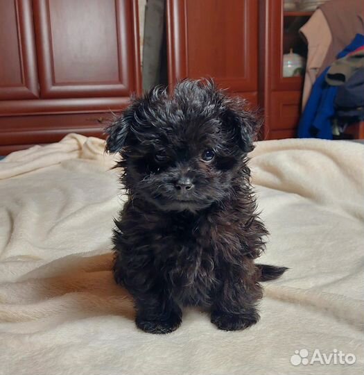 Мальчик мальтипу