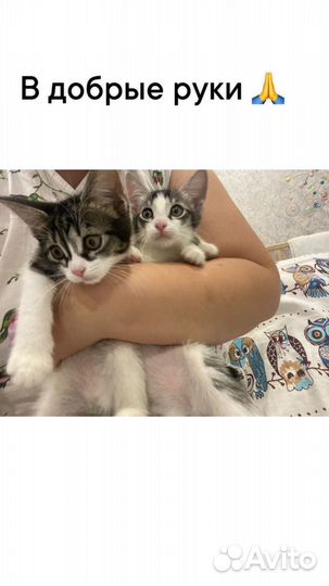 Кошки в добрые руки бесплатно