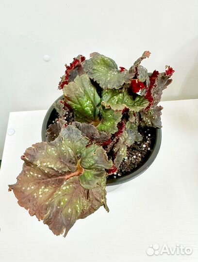 Бегония декоративно лиственная