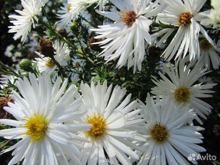 Саженцы астра Аден