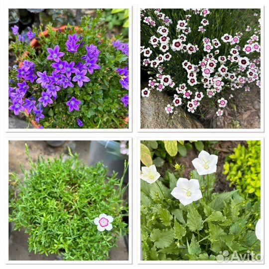 Растения для альпийской горки