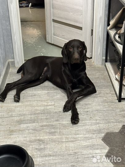 Курцхаар вязка