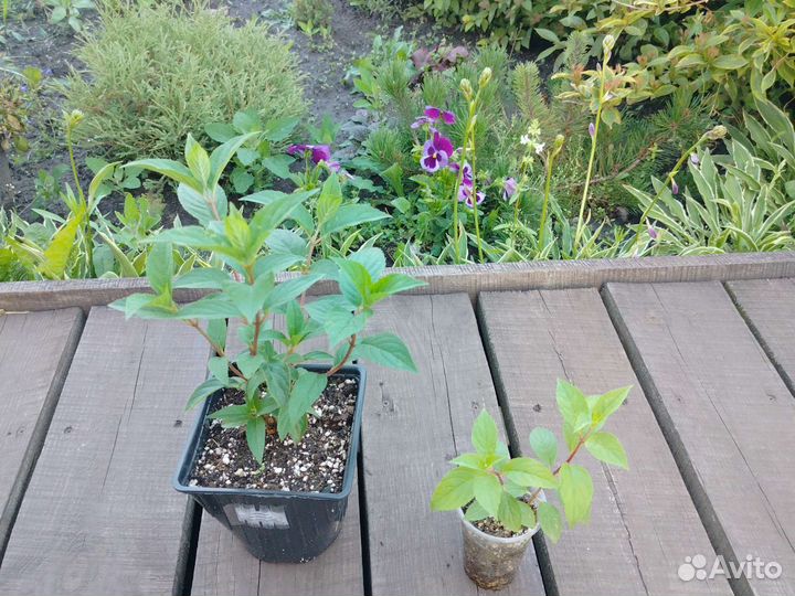 Гортензия Ванила фрайз