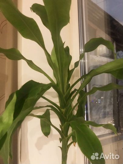 Комнатные растения