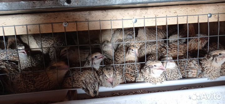 Перепела порода 